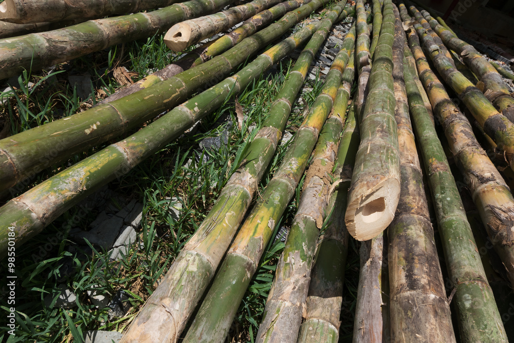 pile of bamboo stick prepare for material of construction pile of bamboo stick prepare for material of construction