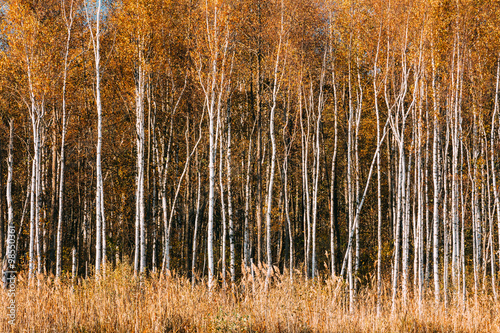 Beautiful Birch forest in autumn season. 