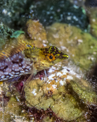 Malacoctenus boehlkei, the Diamond blenny