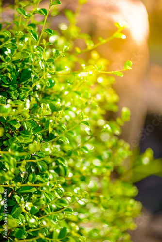 Closeup shrubbery and sunlight