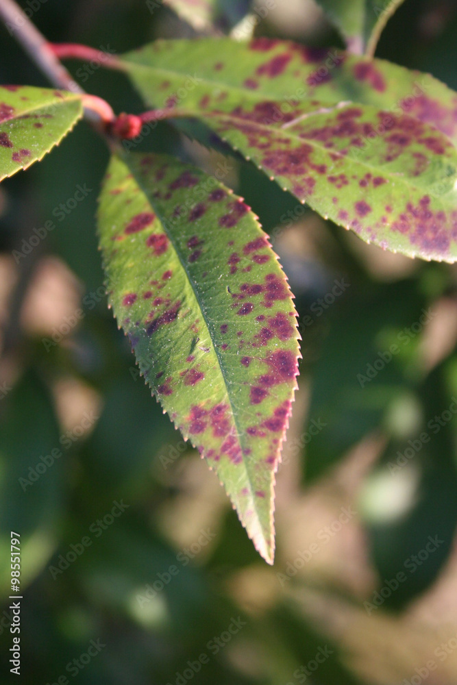 macchie rosse su foglie di Photinia. Malattia Stock Photo | Adobe Stock