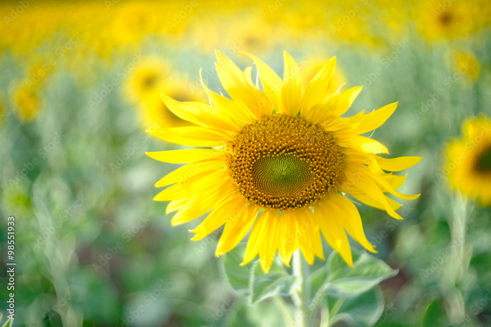 Fototapeta premium field of blooming sunflowers