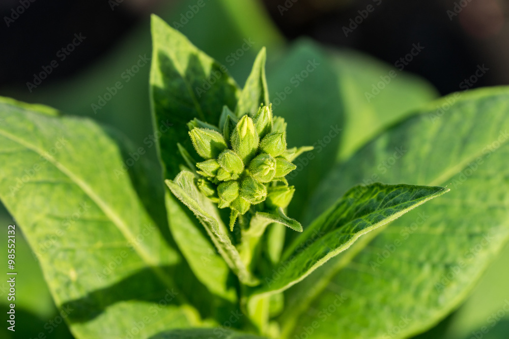 close up cultivated Tobacco (Nicotiana tabacum) close up cultivated Tobacco (Nicotiana tabacum)