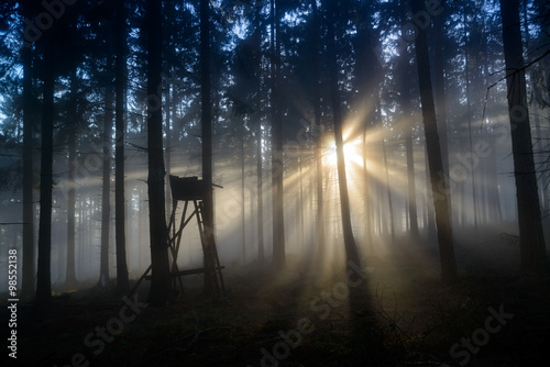 J  gerhochstand im magischen Waldlicht