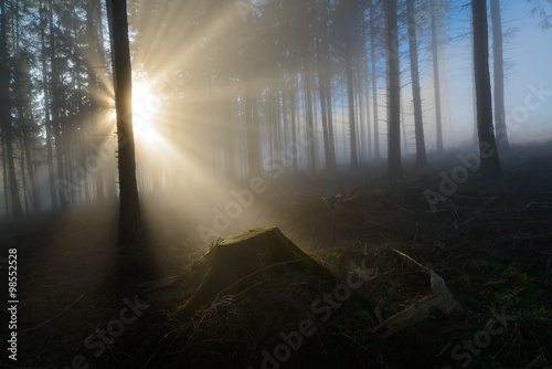 Lichterzauber im Nebelwald des Jauerlings