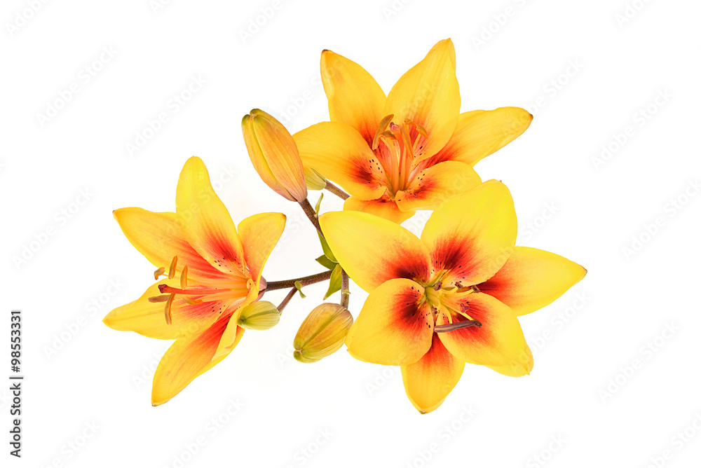 Inflorescence yellow lily (Latin name: Lilium).