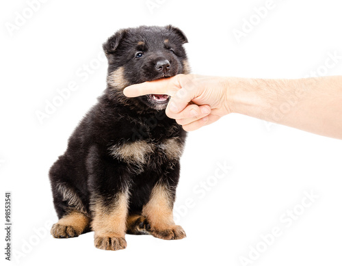 German Shepherd puppy biting the finger of a man