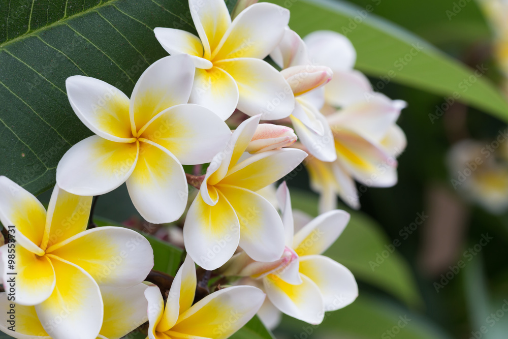white frangipani tropical flower, plumeria flower blooming white frangipani tropical flower, plumeria flower blooming