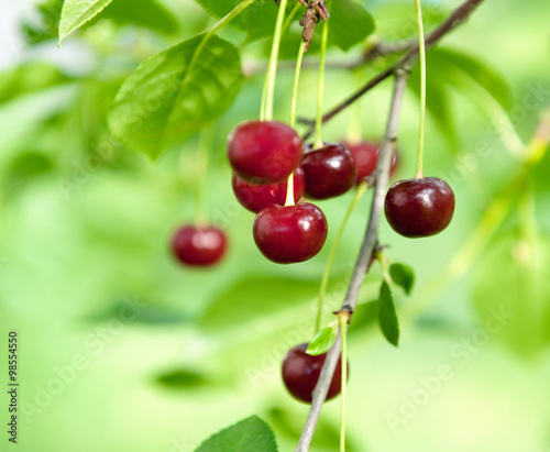 cherry harvest