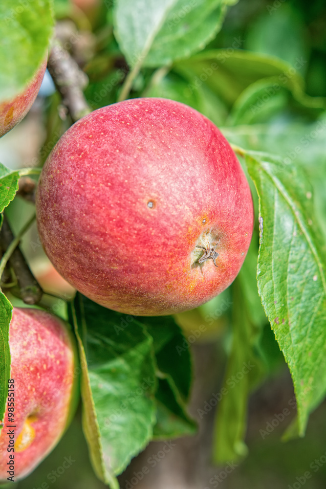 Beautiful red apple Beautiful red apple