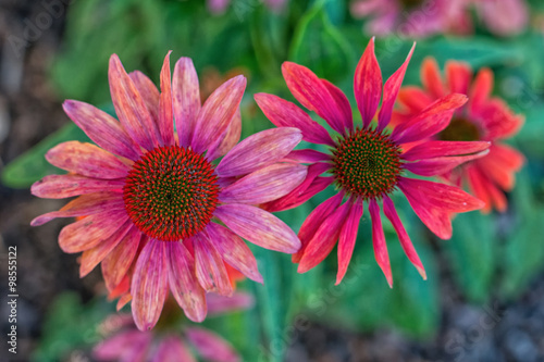 Nice red flowers