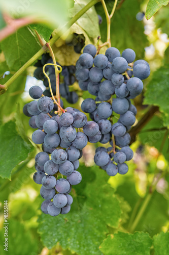 Matured grapes for red wine