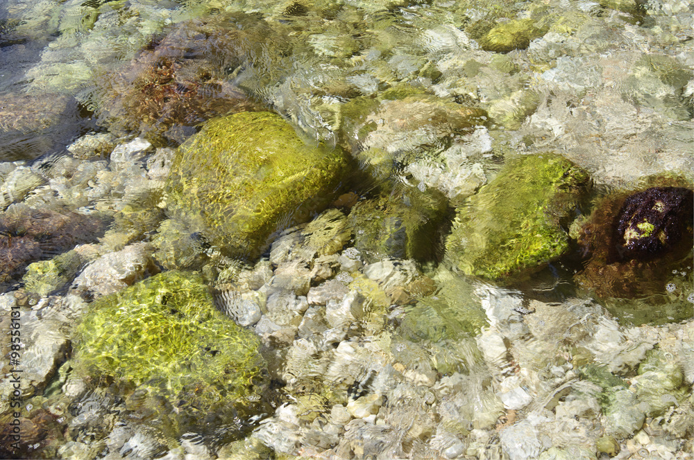 marine background, rocky seabed through clear water marine background, rocky seabed through clear water
