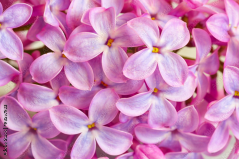 Beautiful blossoming lilac (syringa) Beautiful blossoming lilac (syringa)