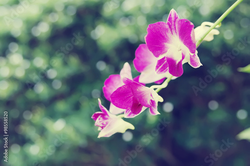  branch of pink orchids closeup on natural green background, local focus, shallow DOF, toned photo