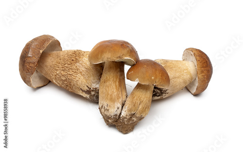 wild mushrooms isolated on white background