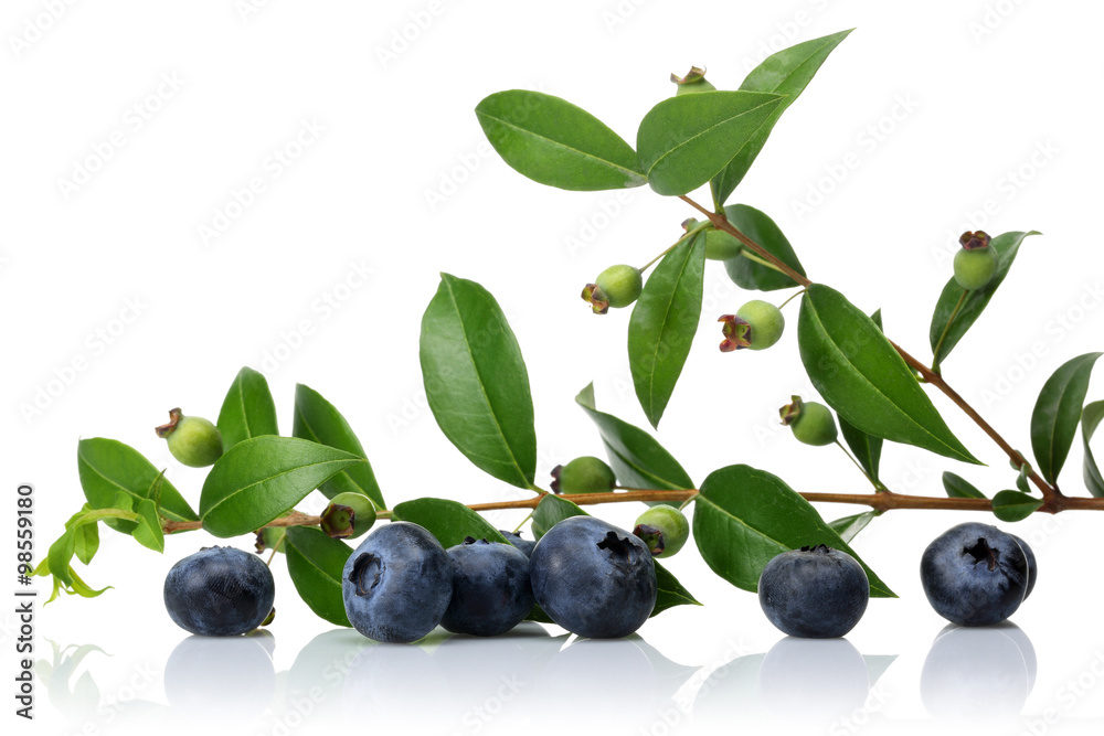 Blueberries Blueberries