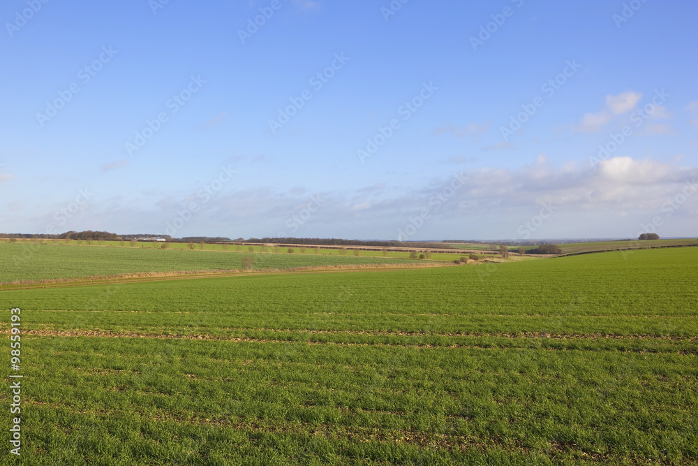 winter wheat fields