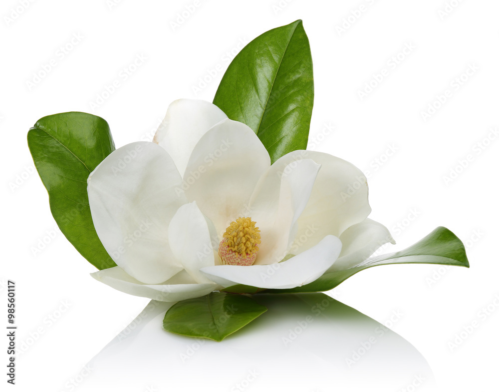 Naklejka premium White magnolia