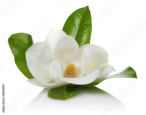 Fototapeta Naklejka Na Ścianę i Meble -  White magnolia