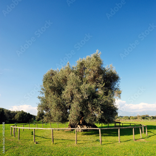 Bild auf Leinwand Olive tree secular