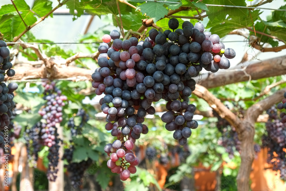 red wine grapes hang from a vine