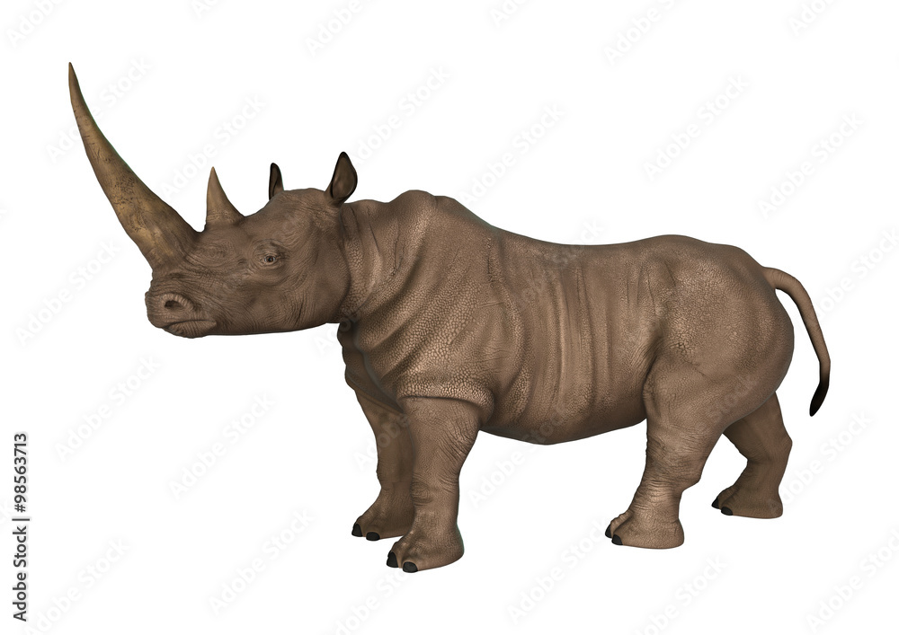 Fototapeta premium Wild Rhinoceros on White