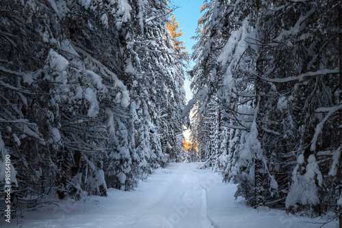 Path in winter forest