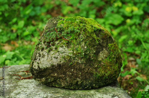 苔の生えた石