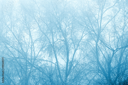 Mysterious bare winter treetops in fog