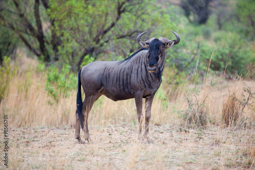Blue Wildebeest bull standing proud in the grass