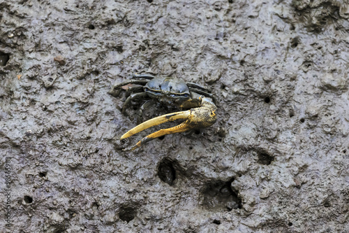 Canvas Print fiddler crab