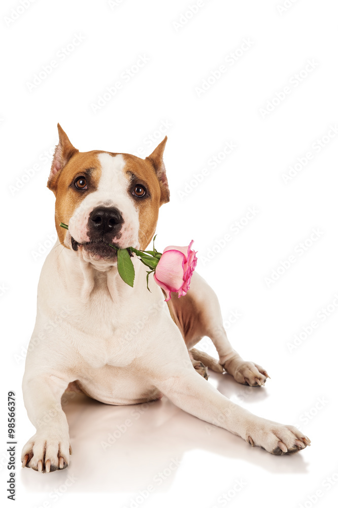 Staffordshire terrier dog with rose