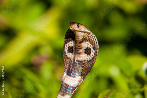 Cobra snake close-up in natural habitats