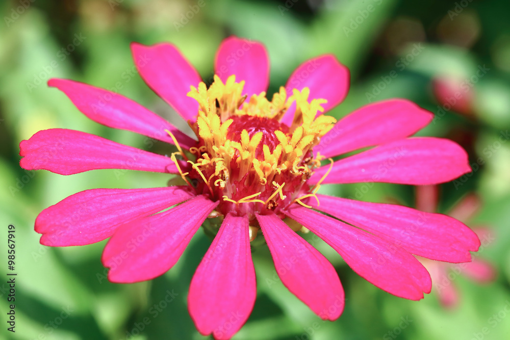 Deep Pink Aster Flower