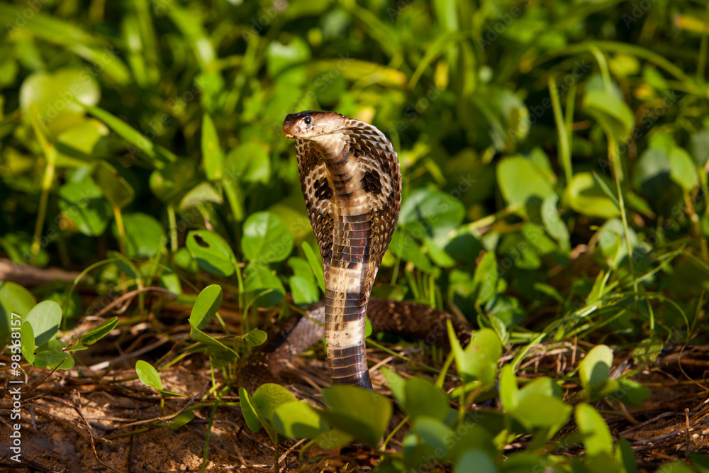 Fototapeta premium Cobra snake in natural habitats