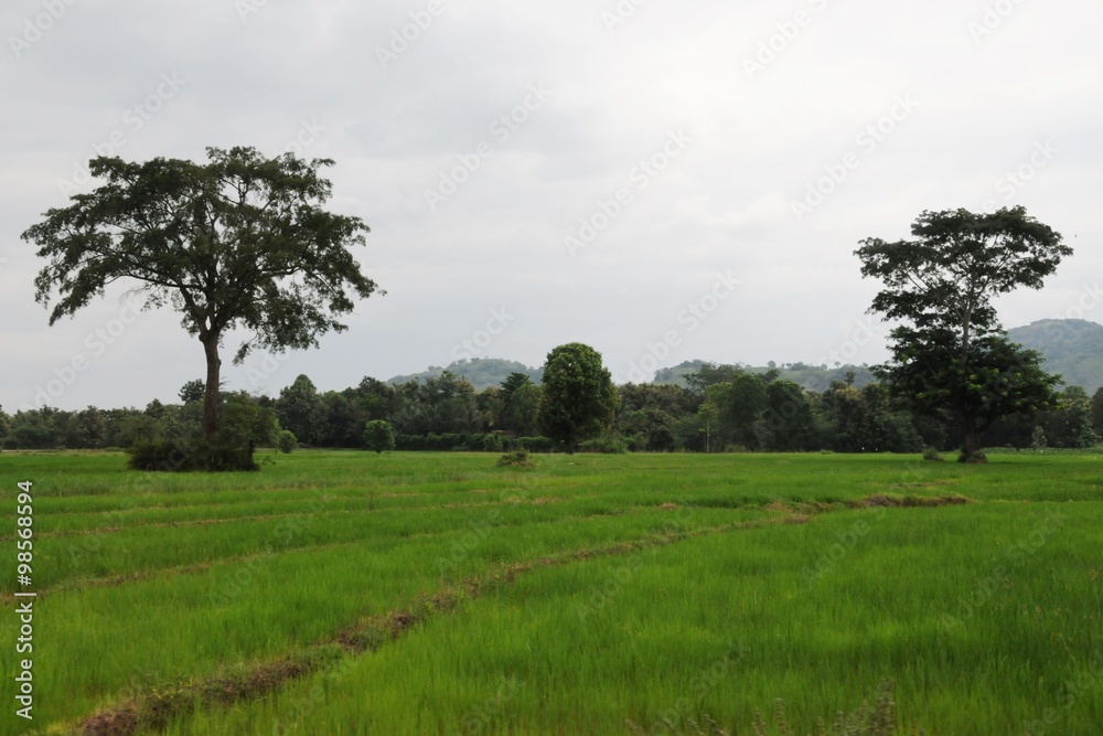 Landscapes of the island of Sri Lanka.