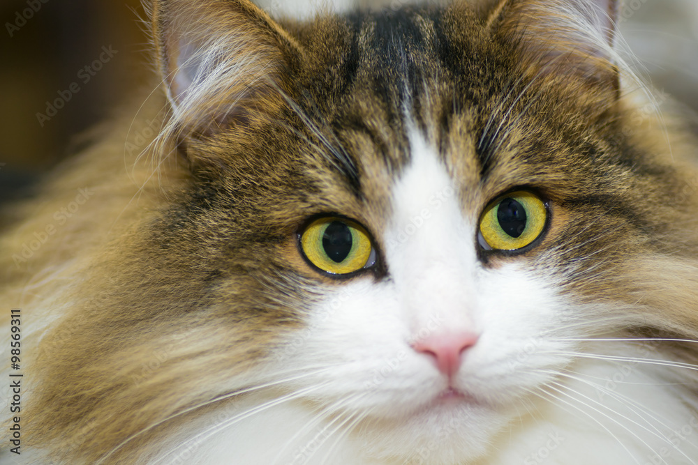 cat closeup cat closeup