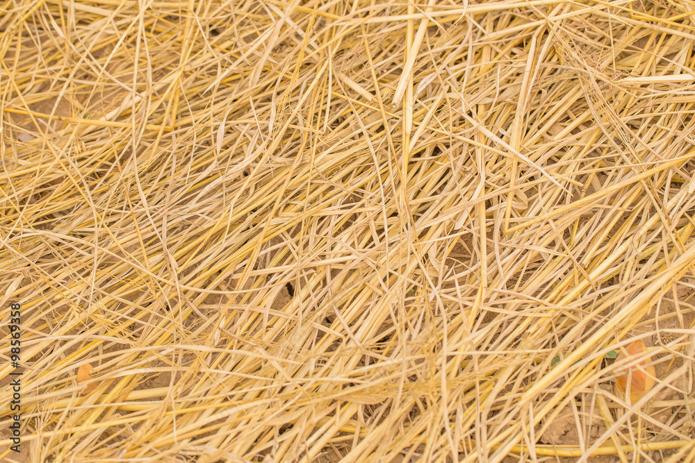 yellow golden straw bale showing texture and looses straws yellow golden straw bale showing texture and looses straws