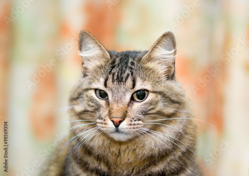 Fototapeta Naklejka Na Ścianę i Meble -  cat closeup