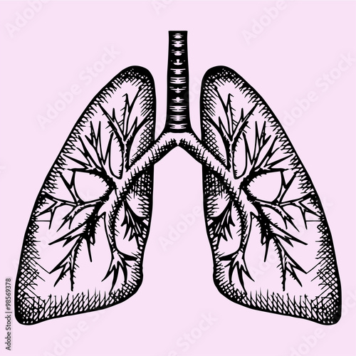 human lungs, doodle style, sketch illustration, hand drawn, vector