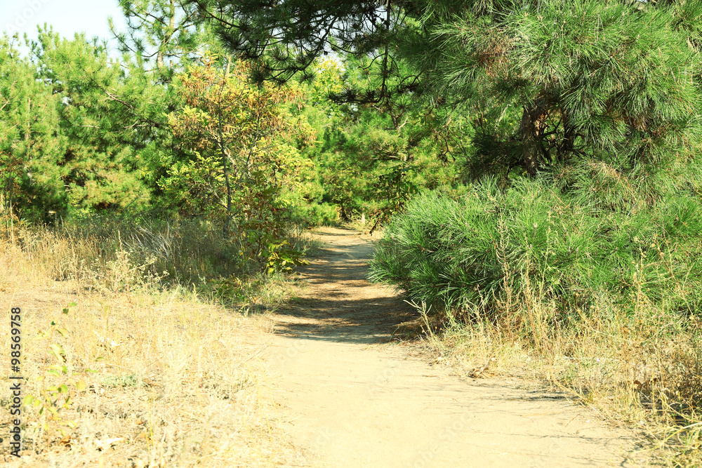 Obraz premium Path in autumn park