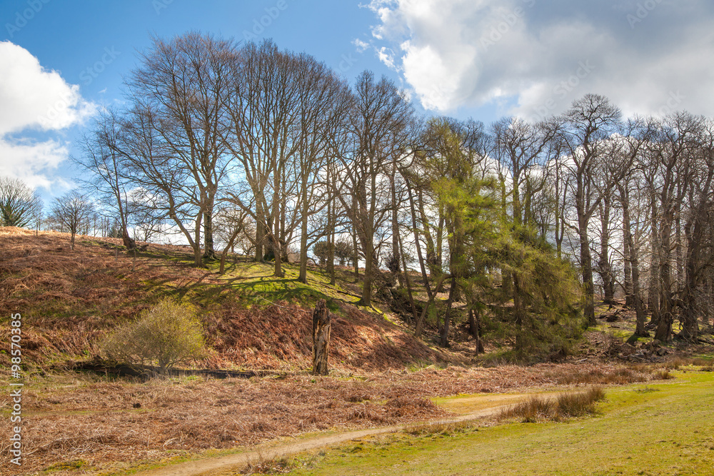 English nature. Park in Sussex spring time English nature. Park in Sussex spring time