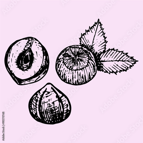 Hazelnuts with leaves, doodle style, sketch illustration, hand drawn, vector