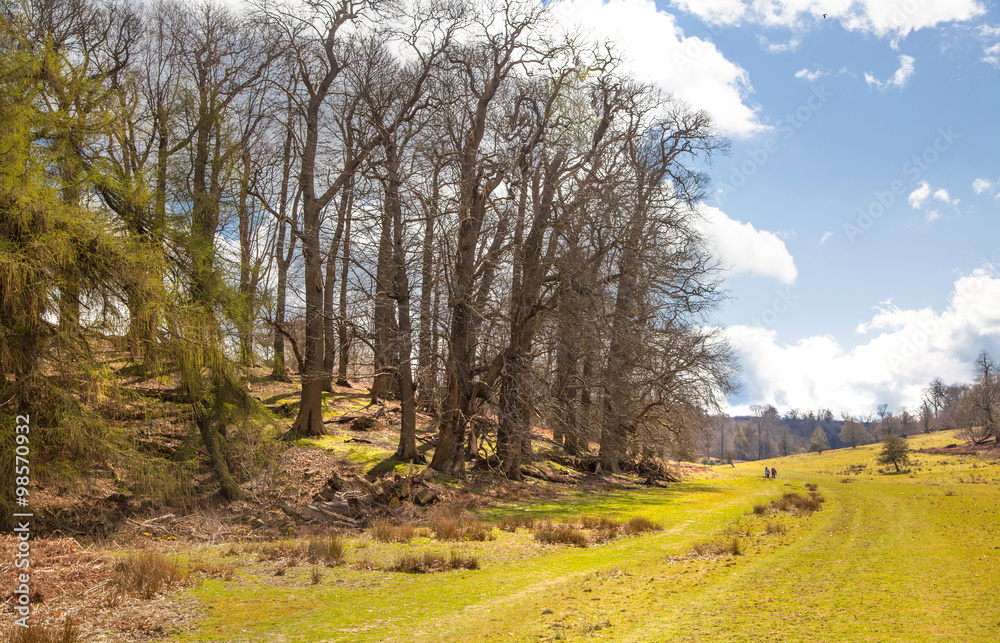 English nature. Park in Sussex spring time English nature. Park in Sussex spring time