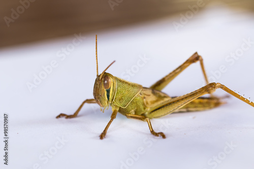 the grasshopper on paper background