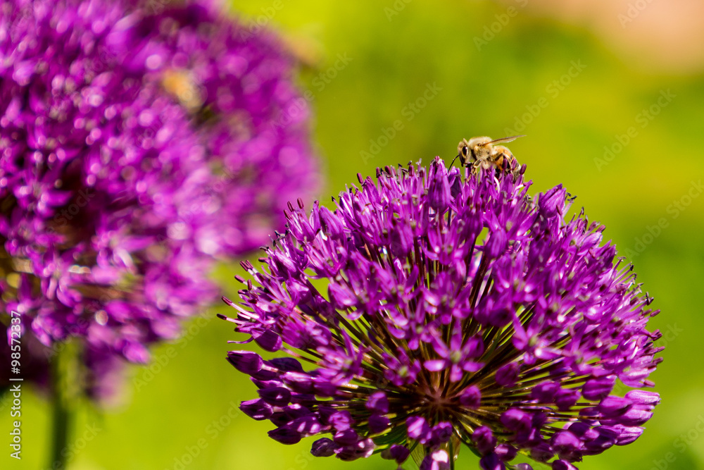 Obraz premium Bee on flower