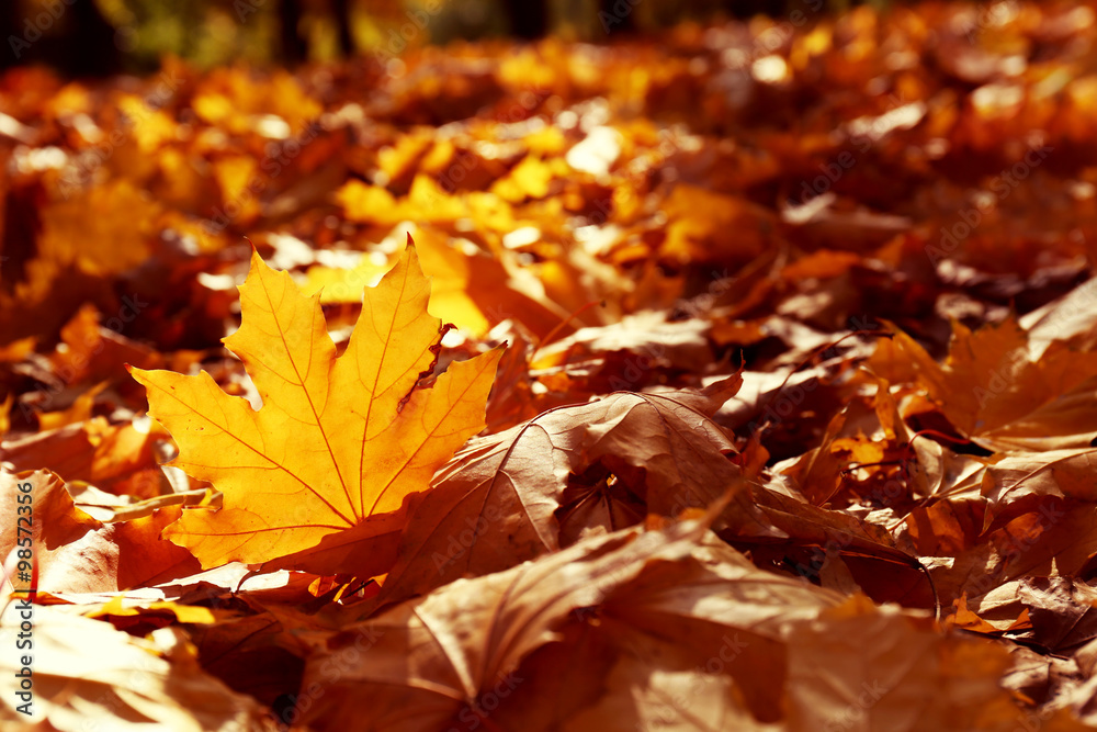 Golden autumn leaves on the ground, close up Golden autumn leaves on the ground, close up