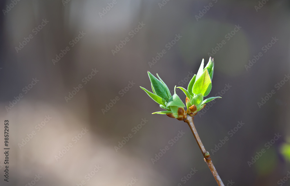 Spring Bud Spring Bud