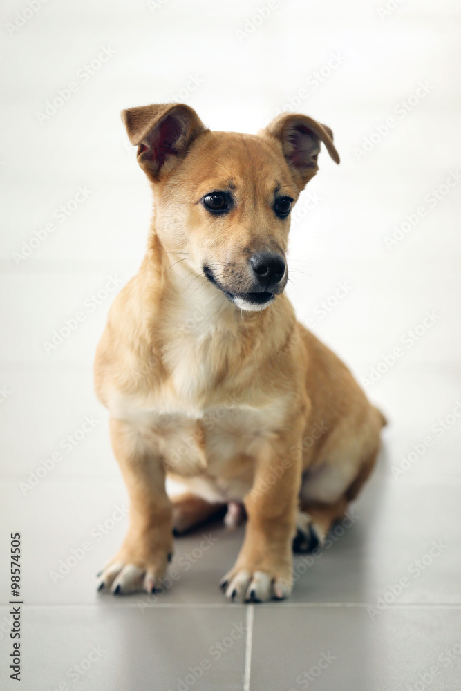 Small cute funny dog sitting on floor at studio or home